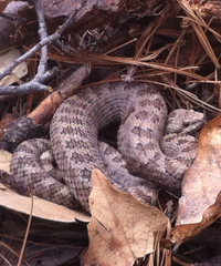 Crotalus pricei