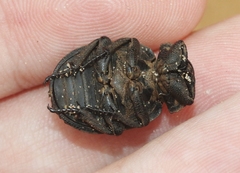 Omorgus nodosus