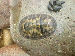 Chiton stokesii