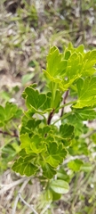 Polemannia grossulariifolia