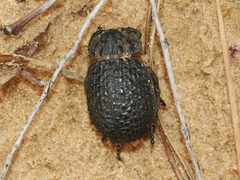 Omorgus nodosus