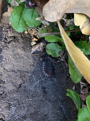 Pseudopolydesmus canadensis