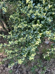 Baccharis glomeruliflora image