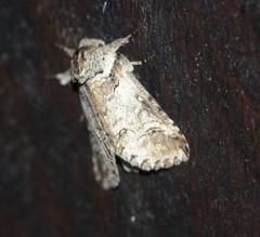 Antithemerastis acrobela