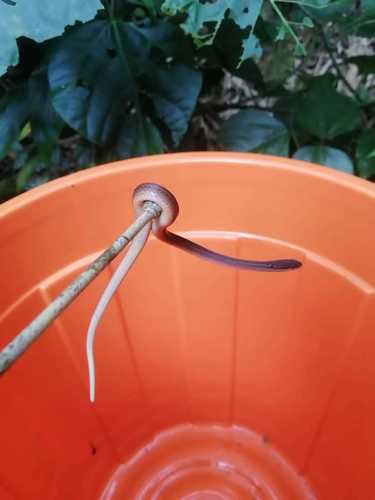 Yellowbelly Snake