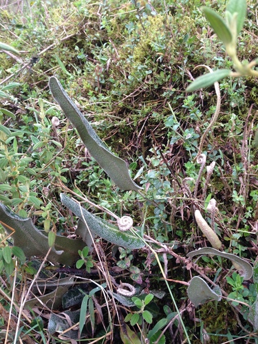 Elaphoglossum engelii, photograph 4