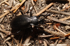 Carabus taedatus