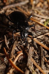 Carabus taedatus