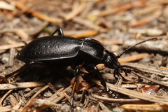 Carabus taedatus