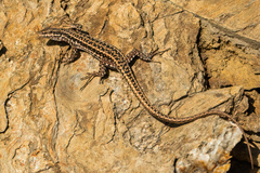 Podarcis erhardii riveti