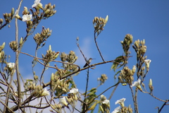 Eugenes fulgens