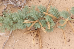 Mimosa rupertiana