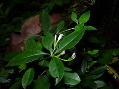Spigelia hamelioides