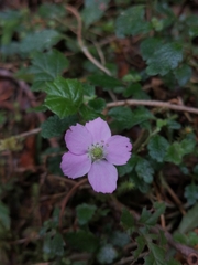 Rubus radicans