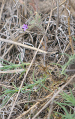 Gilia nevinii