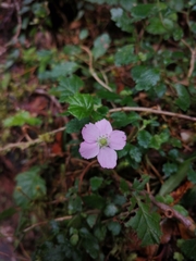 Rubus radicans