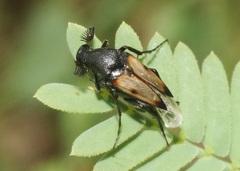 Macrosiagon pectinata