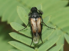 Macrosiagon pectinata