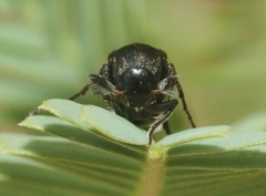 Macrosiagon pectinata