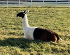 Lama
