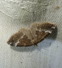 Perizoma alchemillata