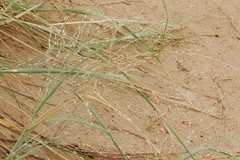 Sporobolus flexuosus