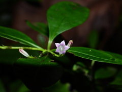 Spigelia hamelioides