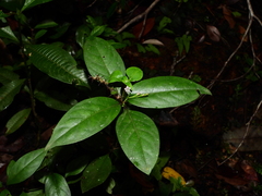 Spigelia hamelioides