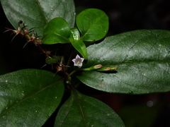 Spigelia hamelioides