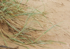 Sporobolus flexuosus