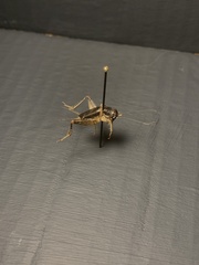 Grylloidea