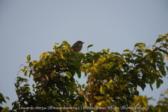 Passer hispaniolensis hispaniolensis