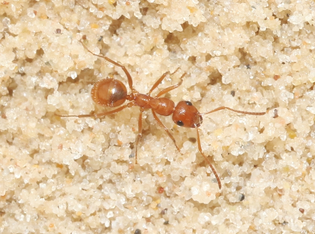 Bradley's Field Ant