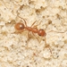 Bradley's Field Ant - Photo (c) James Bailey, some rights reserved (CC BY-NC), uploaded by James Bailey