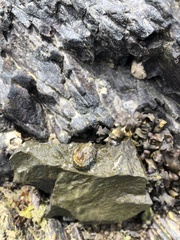 Siphonaria lessonii