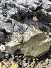 Siphonaria lessonii