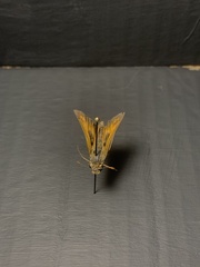 Atalopedes campestris