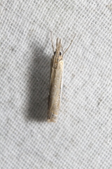 Crambus cypridalis