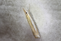 Crambus cypridalis