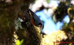 Sitta victoriae