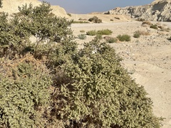 Anabasis articulata