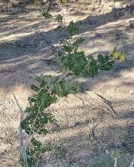 Fabaceae