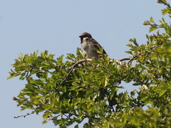 Passer montanus