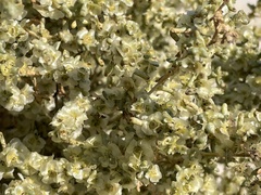 Anabasis articulata
