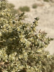 Anabasis articulata