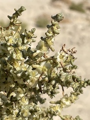 Anabasis articulata