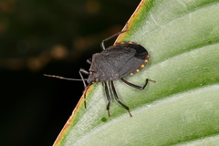 Ochlerus circummaculatus