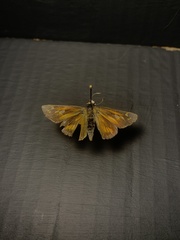 Atalopedes campestris
