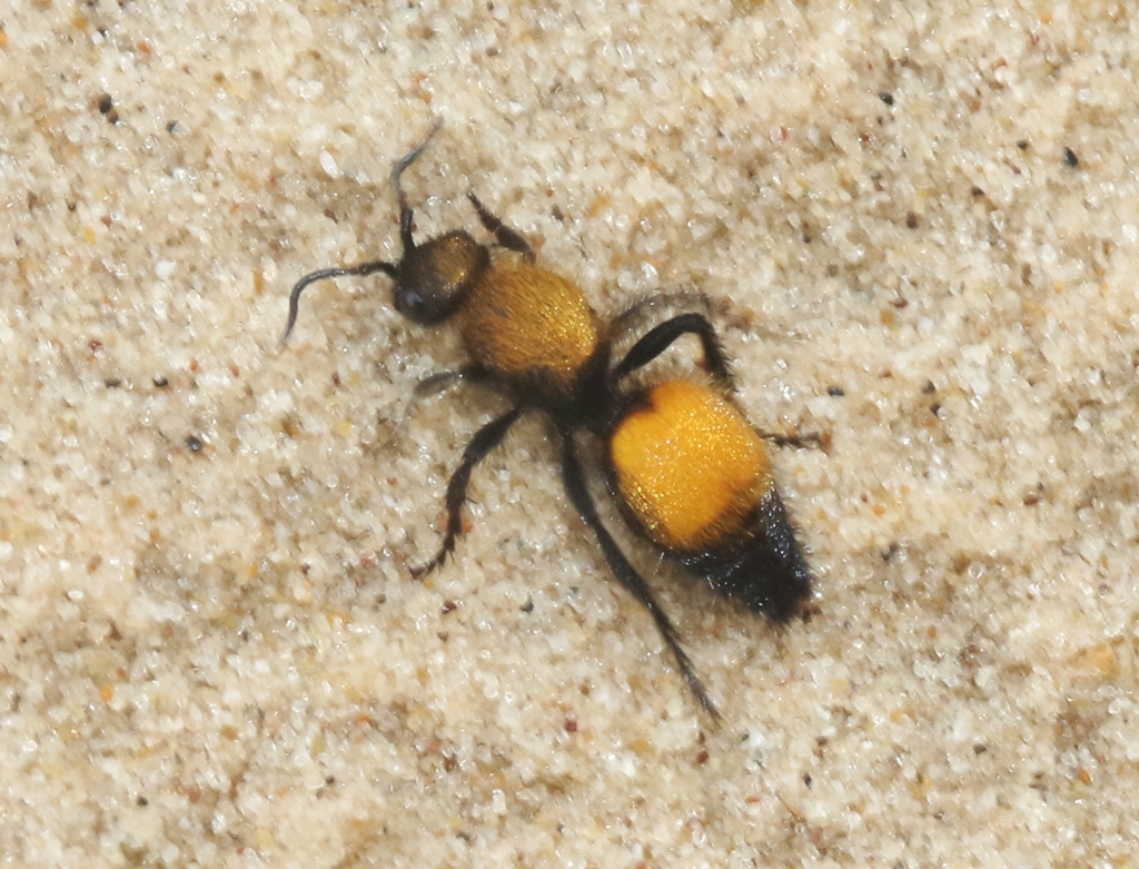 Dasymutilla montivagoides