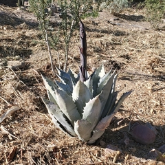 Agave colorata